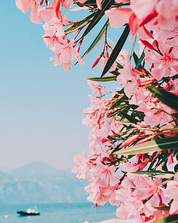 Flowers, Pink, Plant, Bloom, Flowering, Oleander HD phone wallpaper