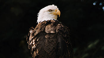Bald Eagle Dark Brown , bald-eagle, eagle, birds HD wallpaper
