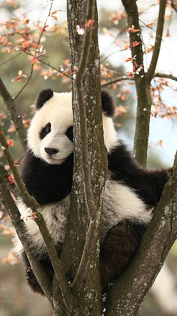 Panda, Panda Love HD phone wallpaper