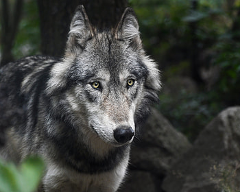 Animals, Muzzle, Predator, Wolf, Sight, Opinion HD wallpaper