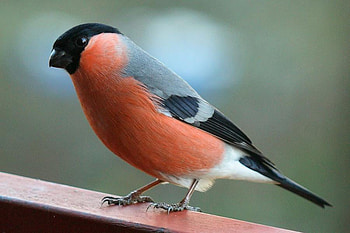 Bullfinch Bird, bullfinch, black, bird, pretty, orange, tiny HD wallpaper