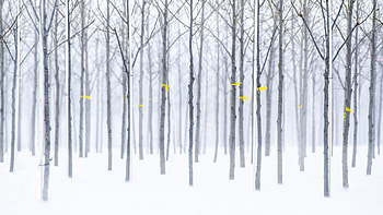 Trees, forest, winter, nature HD wallpaper