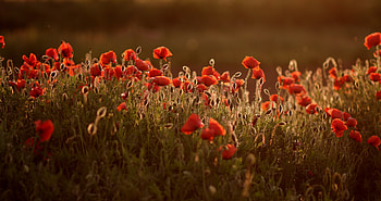 Meadow, red poppies, plants, flowers HD wallpaper