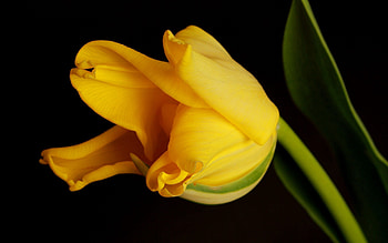Background, Macro, Shadow, Tulip HD wallpaper