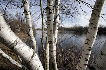 Northern Wisconsin forests, Wisconsin Public Radio HD wallpaper