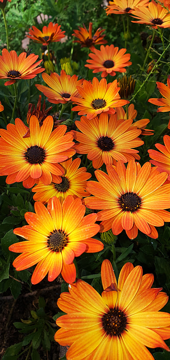 Orange flower, naturaleza HD phone wallpaper