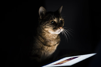 Curious cat, pet animal, feline, portrait HD wallpaper