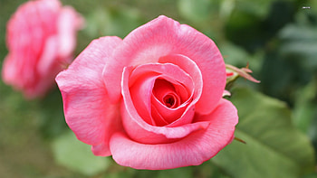 Rose, flowers, roses, flower HD wallpaper