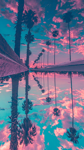 Reflection, Palm Trees HD phone wallpaper