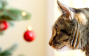 Animals, Cat, Muzzle, Sight, Opinion, Christmas Tree Toy, Profile, Attentiveness, Mindfulness HD wallpaper