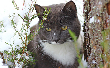 Animals, Snow, Wood, Cat, Tree, Trunk HD wallpaper