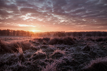 Landscape, Nature, Trees, Sunset, Grass, Twilight, Dusk HD wallpaper
