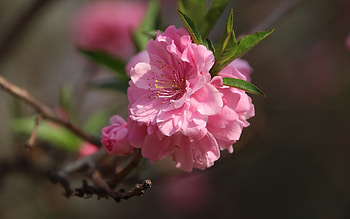 Sakura Blossoms, pink, cherry, sakura, blossoms, macro HD wallpaper