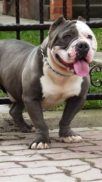 American Bully, Extremely Loyal, dog breeds HD phone wallpaper