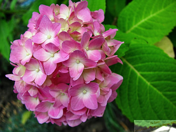Plants, Flowers HD wallpaper