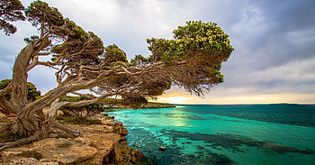 ocean coastline australia, trees, australia, ocean, coast HD wallpaper