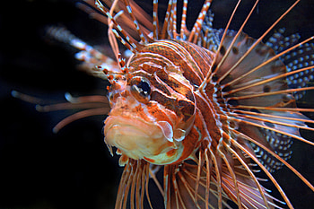 REDFIREFISH, fische, fish, tropen, aquarium HD wallpaper