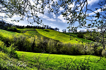 Spring, Nature, Trees, Fields, Greens HD wallpaper