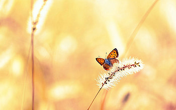 Grass, Macro, Shine, Light, Flight, Butterfly HD wallpaper