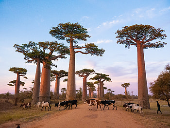 Madagascar Travel Guide, Trip Planning, Local Tips, Must-See Attractions HD wallpaper