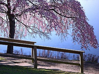 Relaxing, spring HD wallpaper