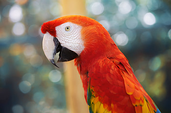 Animals, Parrots, Blur, Smooth, Color HD wallpaper