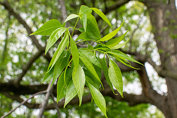 Ash Tree, White ash, Purdue Fort Wayne, Tree species HD wallpaper