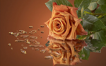 for you, flower, green, nature, gift, water HD wallpaper