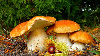 Pine bolete, Forest Mushrooms HD wallpaper