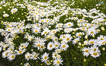 A Carpet of Daisies, nature, flowers, beauty, daisies HD wallpaper