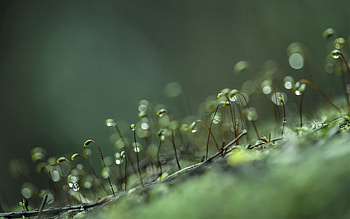 Grass, Drops, Macro, Sprouts HD wallpaper