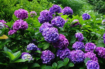 Flowers, Bush, Bloom, Flowering, Greens, Garden, Hydrangea HD wallpaper