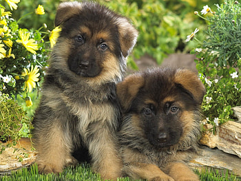 Animals, Dogs HD wallpaper