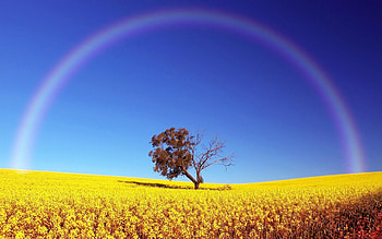 Landscape, Trees, Fields HD wallpaper