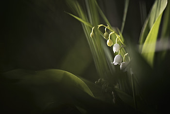 Lily of the valley, Macro, Leaves, Lily, Spring HD wallpaper