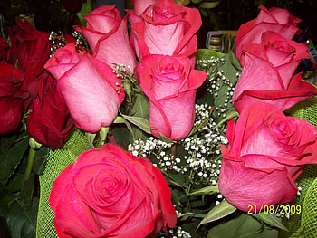 Plants, Flowers, Roses HD wallpaper