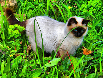✰Curious Cat✰, kitten, jolly, plants, colors, butterflies, animals, trees, cheerful, adorable, sweet, grass, rocks, stones, leaves, pretty, pets, domesticated, nature, lovely, colorful, fun, graphy, kitty, cats, cute, flutter, curious, wings, wonder, garden, beautiful, fluffy, love, cool, flowers HD wallpaper
