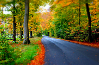 Autumn, woods, fall, leaves, autumn splendor, trees, road, nature, forest HD wallpaper