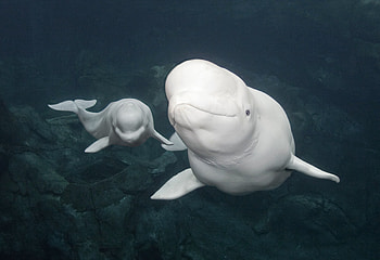 Beluga Whale, , Oceanic beauty, Aquatic charm HD wallpaper