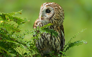 Animals, Owl, Bird, Branches, Predator HD wallpaper