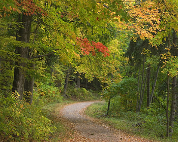 Road, dirt, leaves, trees, colors, autumn, nature, forest HD wallpaper