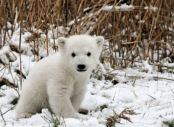 Polar Bear Cub, winter, polar bear, cub, dry grass, snow HD wallpaper