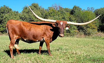 Fairlea longhorns ranch, California and Texas, Raising texas longhorns, Heritage breed HD wallpaper