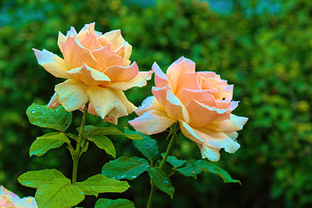 Roses, Leaves, Drops, Petals, Wet HD wallpaper