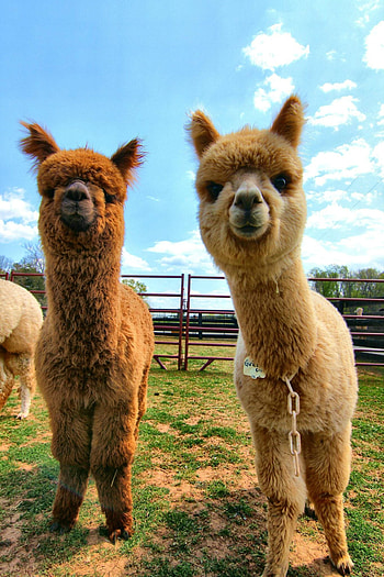 Adorable alpaca family, Baby animals at their cutest, My family's alpaca love, Beautiful creatures HD phone wallpaper
