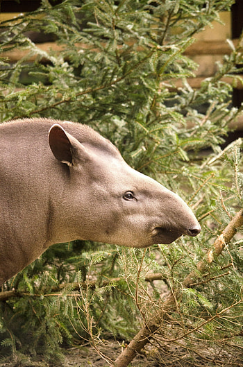 Tapir head, Close-up view, , Detailed features HD phone wallpaper