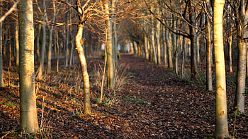 Nature, Trees, Autumn, Forest HD wallpaper