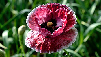 Poppy, nature, macro, flower HD wallpaper