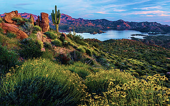 Brittlebush Over Bartlett Lake, Sonora, Arizona, clouds, desert, landscape, sky, flowers, usa HD wallpaper