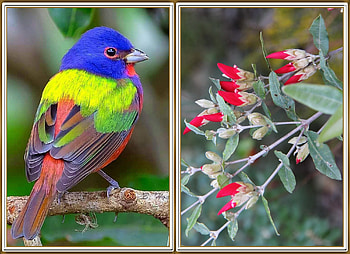 BIRD AND FLOWERS, NATURE, FLOWERS, , BIRD HD wallpaper